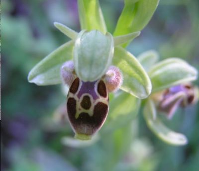 KEFALONIA BOTANICA