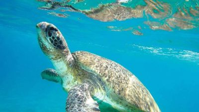 LOGGERHEAD TURTLES, WITH GRACE AND SLOWNESS FROM ANTIQUITY UP TO US